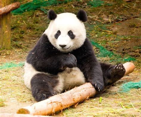 40 Fotos De Pandas Fottus Fottus Cute Endangered Animals Panda