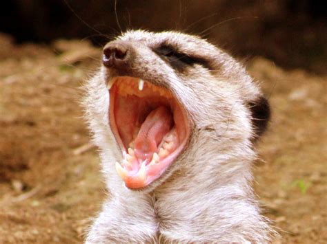 Scary Meerkat Nashville Zoo Everyone Knows That Meerkats Flickr