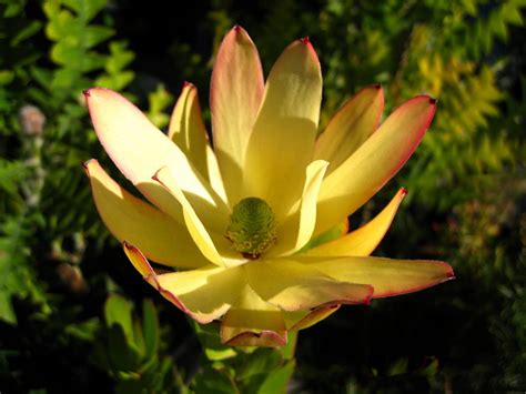 Shrub that grows to between 2 and 4m, with rich dark green leaves.flowers in autumn, winter and spring with large white/red flowers.soil: Our Proteas
