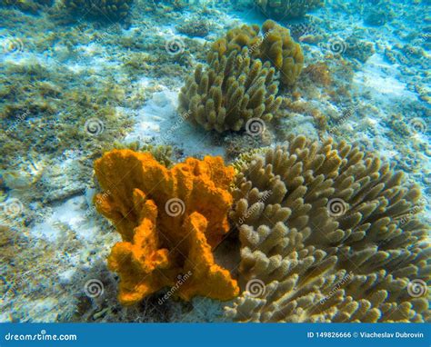 Orange Coral On Seashore Underwater Photo Marine Animal In Tropical