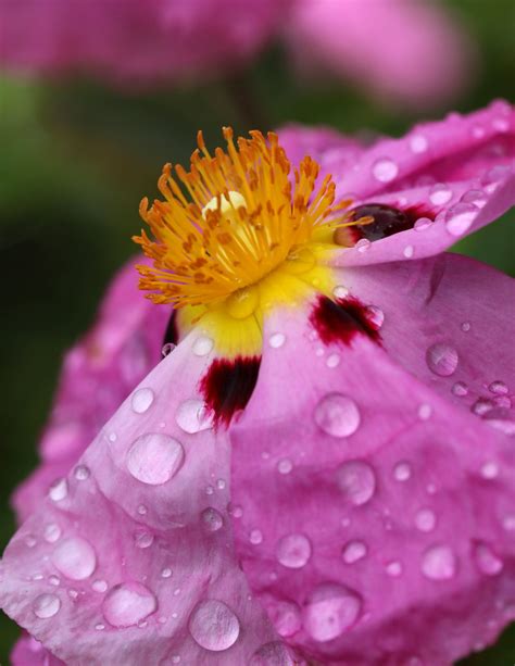 Purple Rock Rose After The Rain Paul Den Ouden Flickr