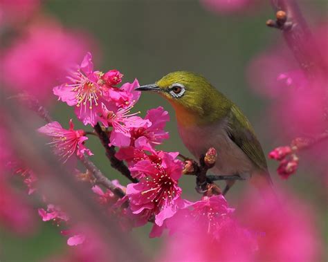 Beautiful Birds And Flowers Wallpapers Download Free Animal
