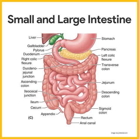 large intestine diagram labeled