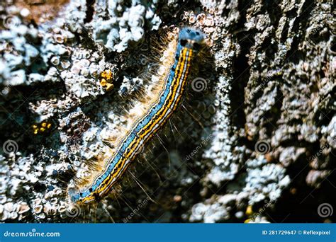 Caterpillar Seen In A Fruit Tree Possibly The Lackey Moth Malacosoma