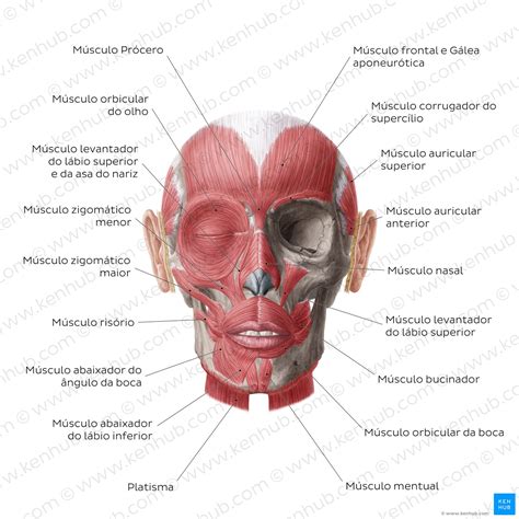 Músculos Da Face Anatomia Função E Inervação Kenhub