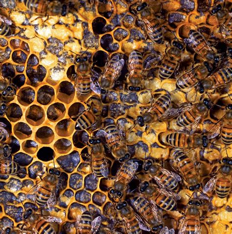 Wohin Gehen Honigbienen Im Winter Britannica My Race