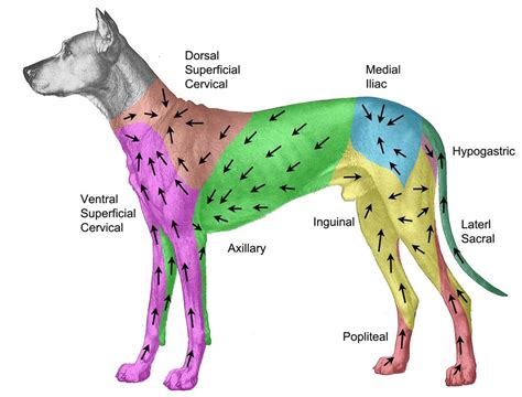 Aaps Lymphatic Mapping Lymphosomes In A Canine Model For
