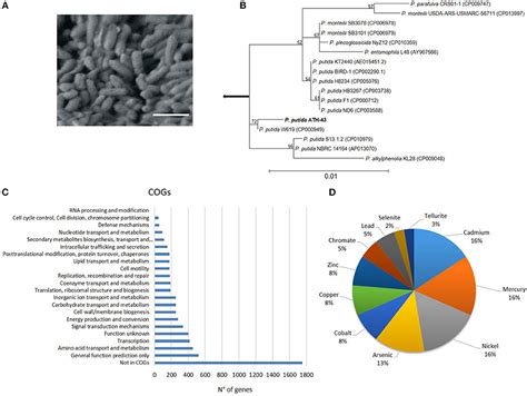 Frontiers Draft Genome Sequence Of A Multi Metal Resistant Bacterium