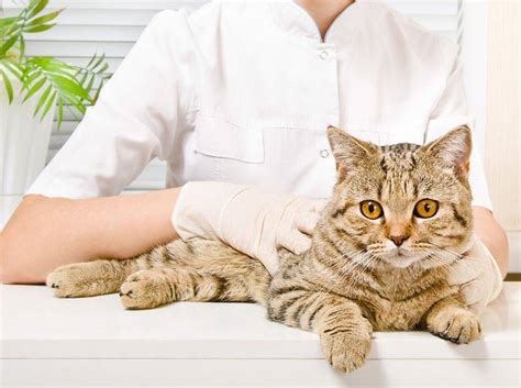 Beide kombinationen von symptomen können einen darmverschluss anzeigen. Darmverschluss bei Katzen rechtzeitig erkennen
