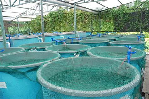 Types Of Aquaculture Systems Pdf Design Talk