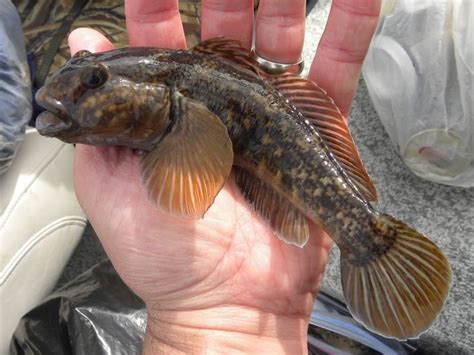 Round Goby Fish Sturgeon Round