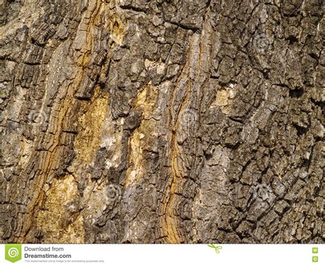 Background From A Bark Of An Old Tree Stock Photo Image Of Forest