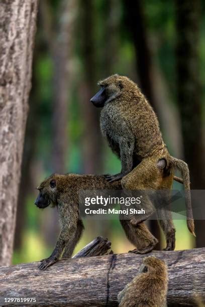 Mating Baboons Photos And Premium High Res Pictures Getty Images