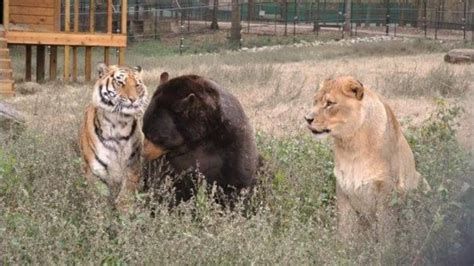 Ungewöhnliche Patchwork Familie Das Passiert Wenn Man Bär Tiger Und