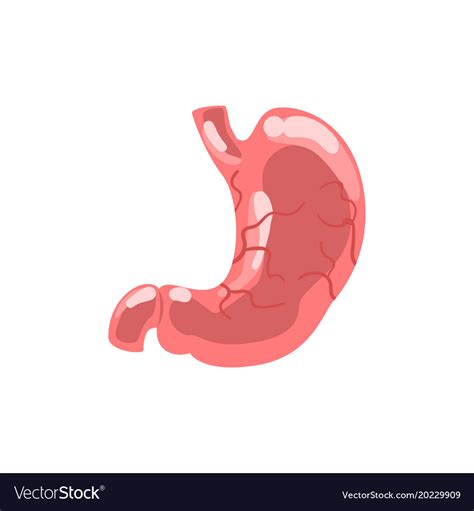 Human Stomach Internal Organ Anatomy Royalty Free Vector