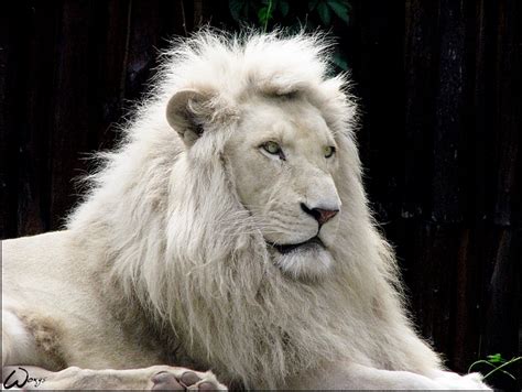 Animals World White Lion