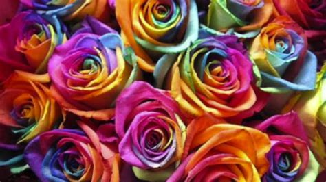How To Make Rainbow Roses A Step By Step Guide Youtube