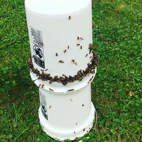 Feeding Your Honey Bees — Gaiser Bee Co