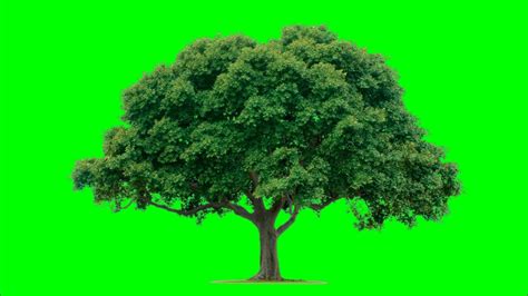 Green Screen Trees