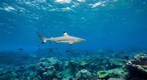 Black Fin Reef Shark National Marine Sanctuary Foundation