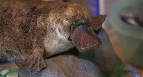 Platypus What They Are Characteristics Of The Species