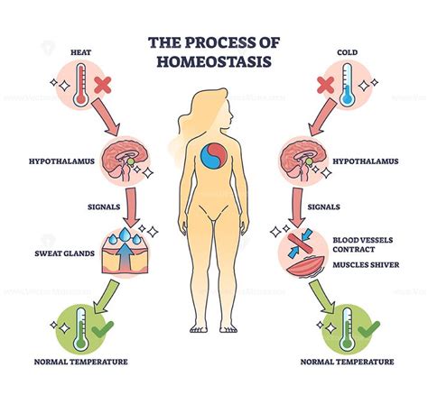 Process Of Homeostasis As Human Body Temperature Regulation Outline