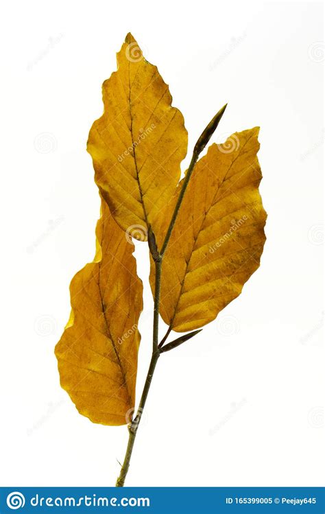 Golden Autumn Leaves On White Stock Image Image Of Nature Leaves