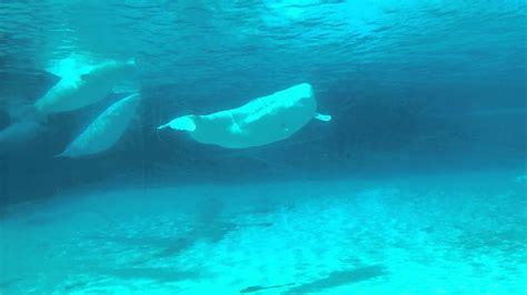 Beluga Whales Marineland Ontario Canada Youtube