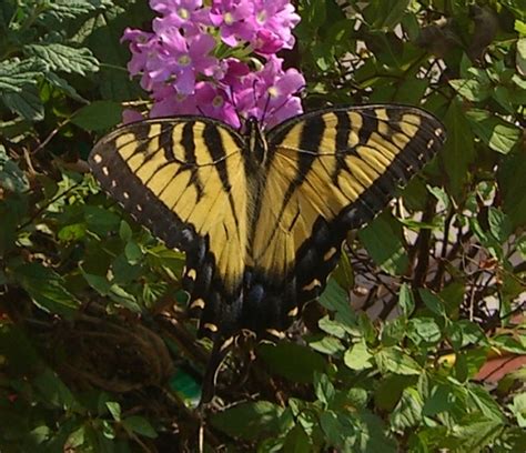 Eastern Tiger Swallowtail Papilio Glaucus Bugguide Net