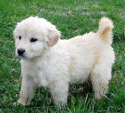 Lab Great Pyrenees Puppy