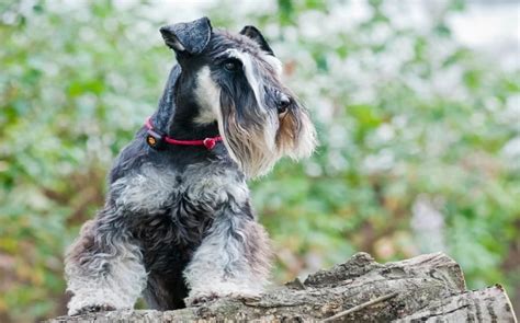 Cesky Terrier Temperament And Personality Cheerful Calm And Non