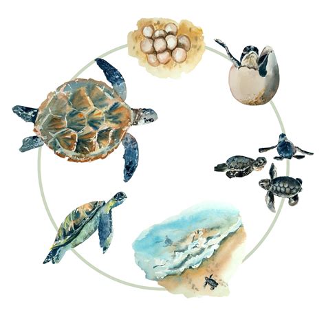Life Cycle Of A Sea Turtle Poster Print Digital Download Etsy