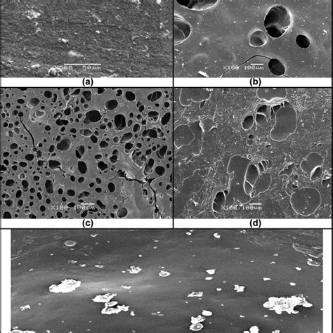 Sem Micrographs Of Surfaces Of A Dry Cs Paam Co Ca 2 B Swollen