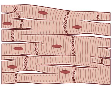 Fisiologi Sistem Kardiovaskuler