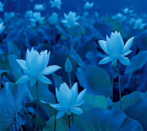Tìm hiểu thêm về hình nền hoa màu xanh dương và cách sử dụng nó trong