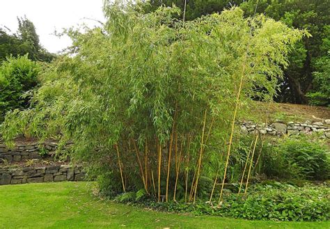 40 Bamboo Garden Ideas That Wıll Inspıre You Home