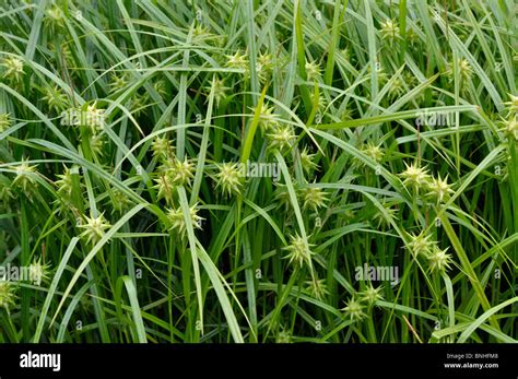 Mace Sedge Carex Grayi Stock Photo Alamy