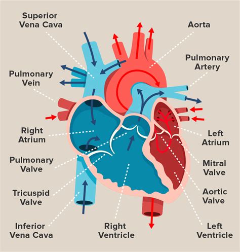 Anatomy Of A Human Heart In 2020 Heart Anatomy Human Heart Human