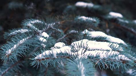 Beautiful Natural Winter Background Pine Tree Branches Covered With