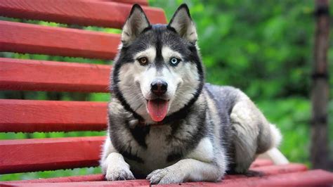 Top 10 Most Beautiful Dog Breeds In The World Youtube