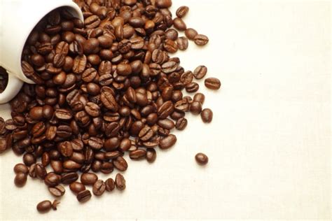 【コピ･ルアク】世界一高価なコーヒーは猫のうんち値段や味が気になる