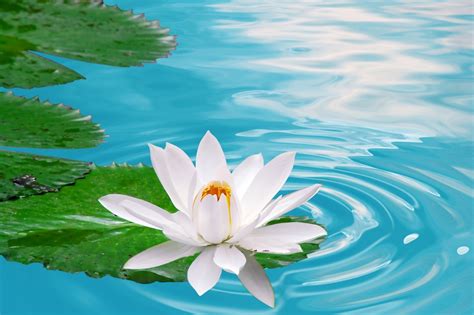 Find and download new flower wallpapers download wallpapers, total 22 desktop background. Lotus Flower HD wallpapers | HD Wallpapers (High ...
