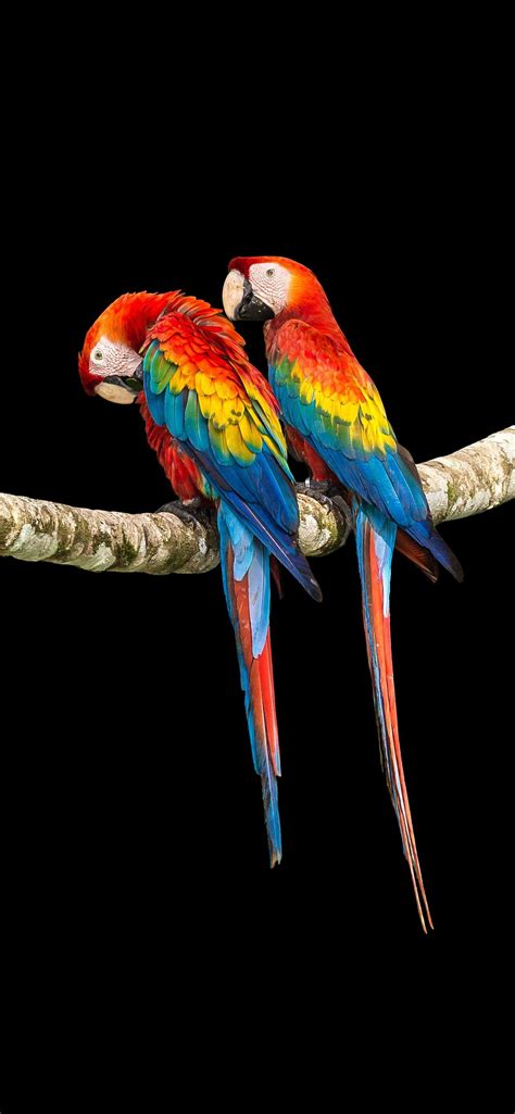 2 Colorful Macaw Iphone Wallpapers Free Download