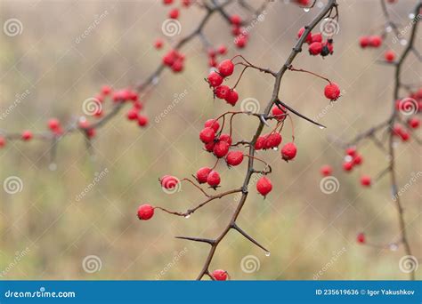 Hawthorn Tree With Red Berries Outside In Winter Stock Photo Image Of