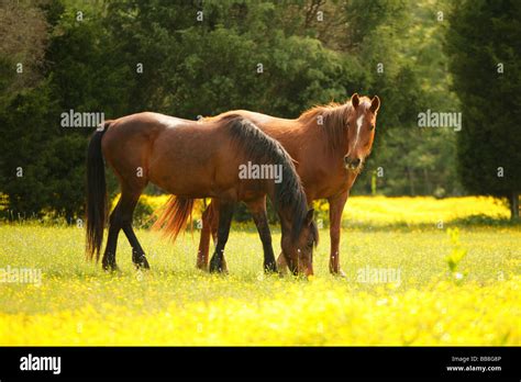Horse In Field Flowers Hi Res Stock Photography And Images Alamy