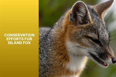 Island Fox Conservation A Model Of Success For Protecting Endangered