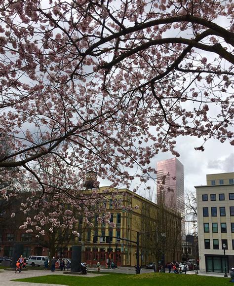 Hey Look At All These Photos Of Portland Cherry Blossoms
