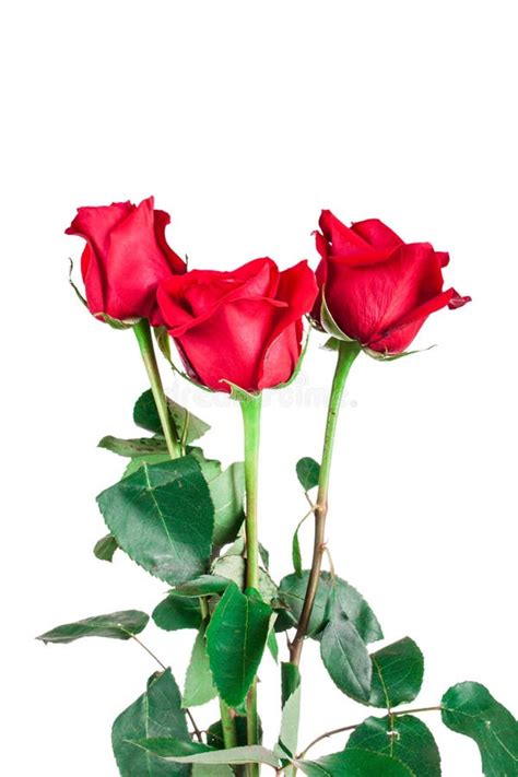 Red Roses Stock Photo Image Of Celebrate Holiday Green 66481720
