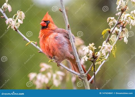 Red Male Cardinal Perched In A Tree Stock Image Image Of Landscapes