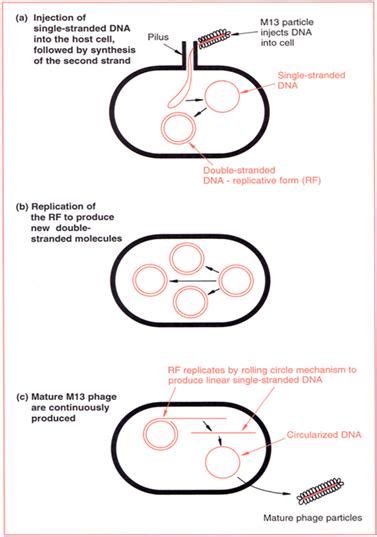 Vectors for Gene Cloning Plasmids and Bacteriophages 박테리오파지